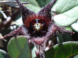 Brachystelma pulchellum, the hairy brother